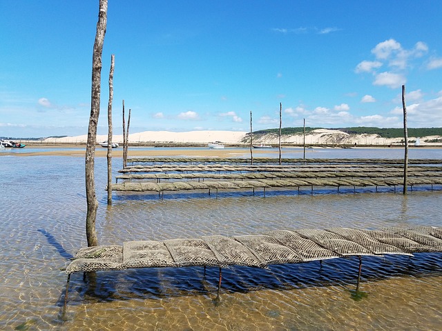 Bassin d'Arcachon huitres